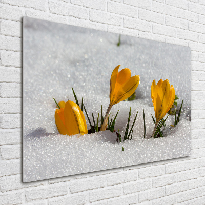 Bild auf glas Krokusse im Schnee