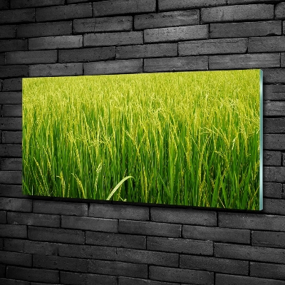 Foto glasbild Reisfeld