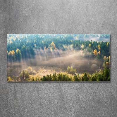 Bild auf glas Nebel im Wald