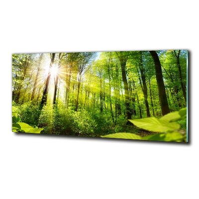 Glasbild Wald in der Sonne