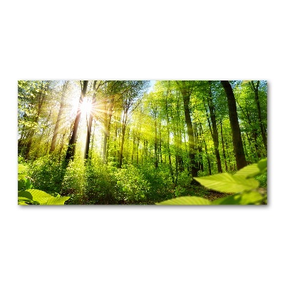 Glasbild Wald in der Sonne