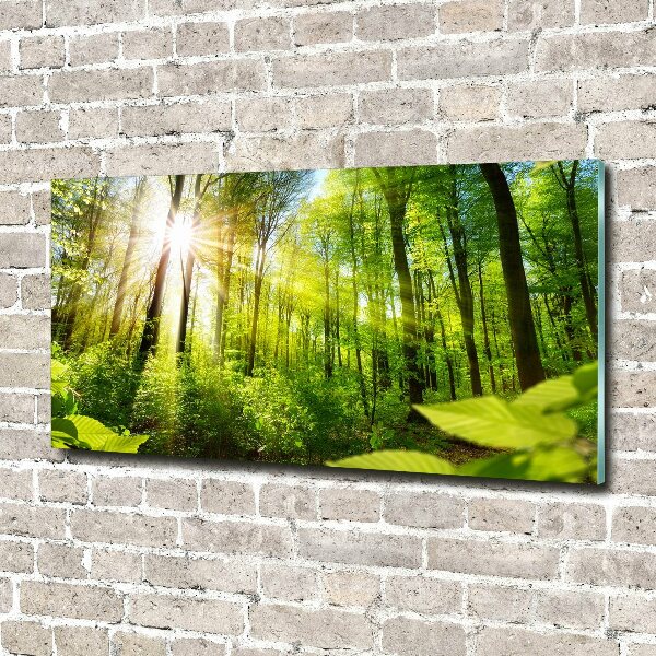 Glasbild Wald in der Sonne