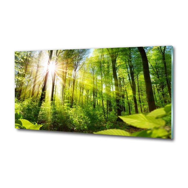 Glasbild Wald in der Sonne