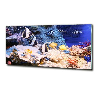 Foto glasbild Korallenriff