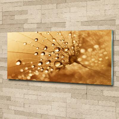 Bild auf glas Löwenzahn