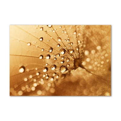 Bild auf glas Löwenzahn