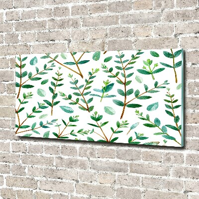 Foto glasbild Eukalyptus