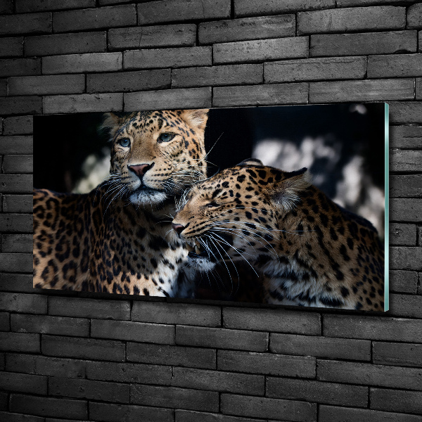 Foto glasbild Zwei Leoparden