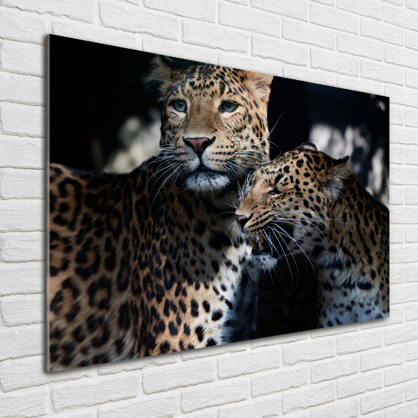 Foto glasbild Zwei Leoparden