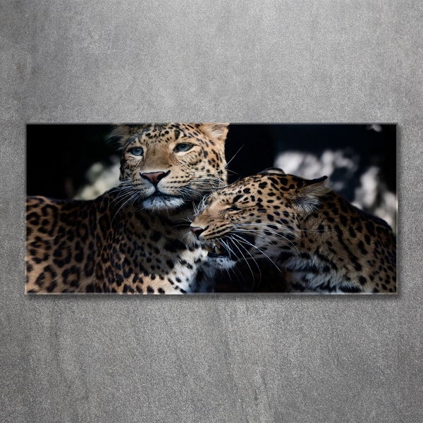 Foto glasbild Zwei Leoparden