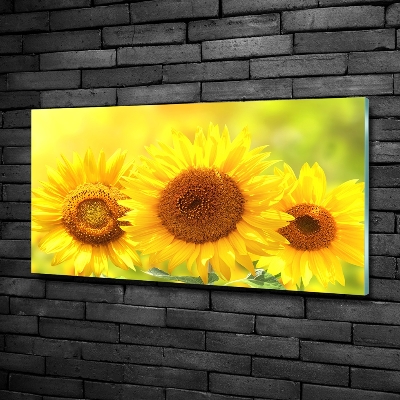 Foto glasbild Sonnenblumen