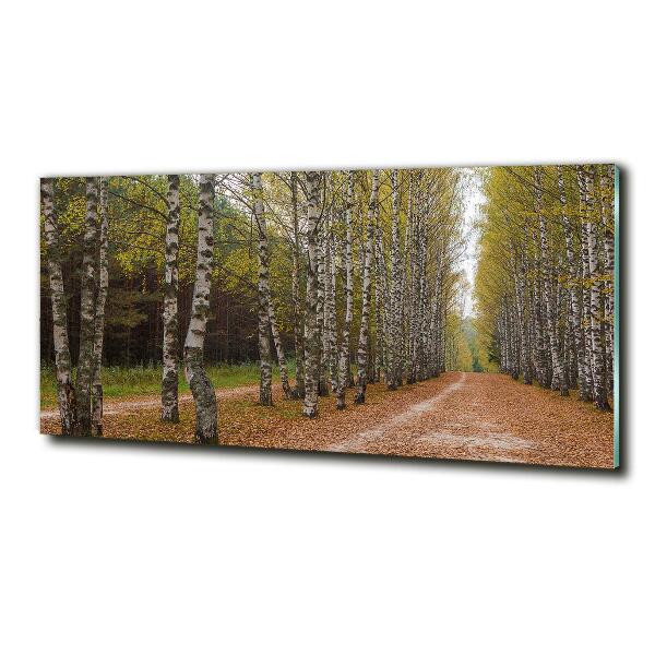 Bild auf glas Birkenallee