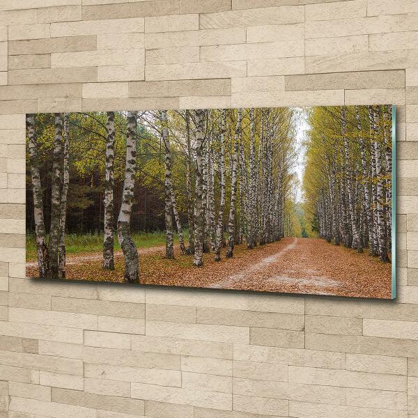 Bild auf glas Birkenallee
