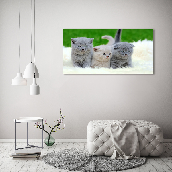 Foto glasbild Drei Katzen auf einer Decke