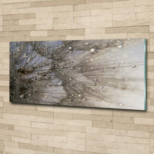 Bild auf glas Löwenzahnsamen