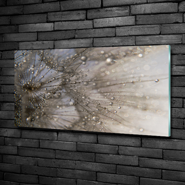 Bild auf glas Löwenzahnsamen