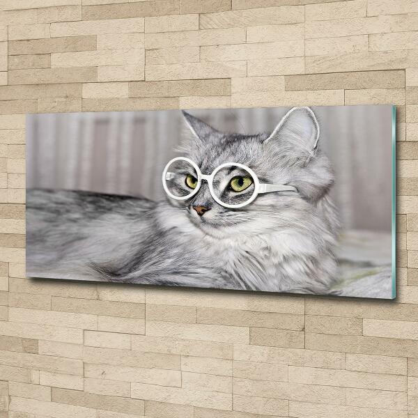 Glasbild Katze mit Brille