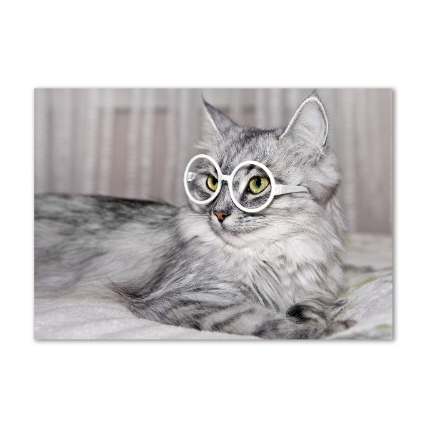 Glasbild Katze mit Brille