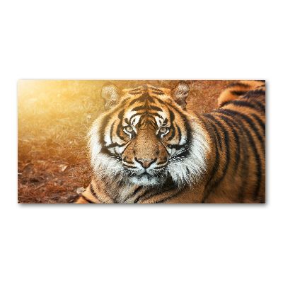 Foto glasbild Bengal-Tiger
