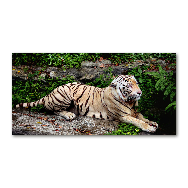 Bild auf glas Tiger auf einem Felsen