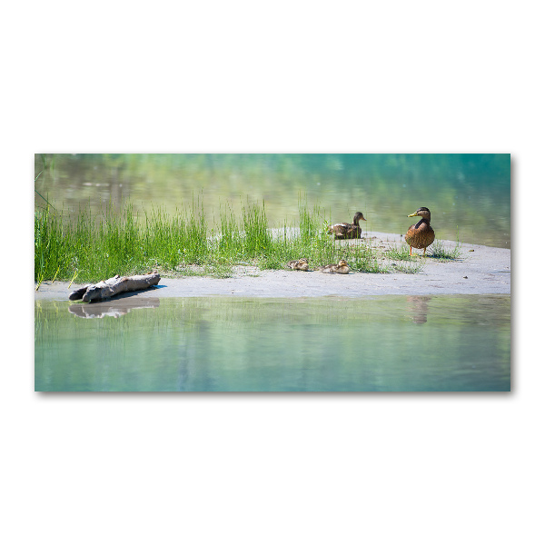 Foto glasbild Enten am Wasser