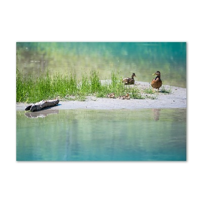 Foto glasbild Enten am Wasser