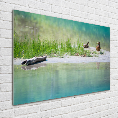 Foto glasbild Enten am Wasser