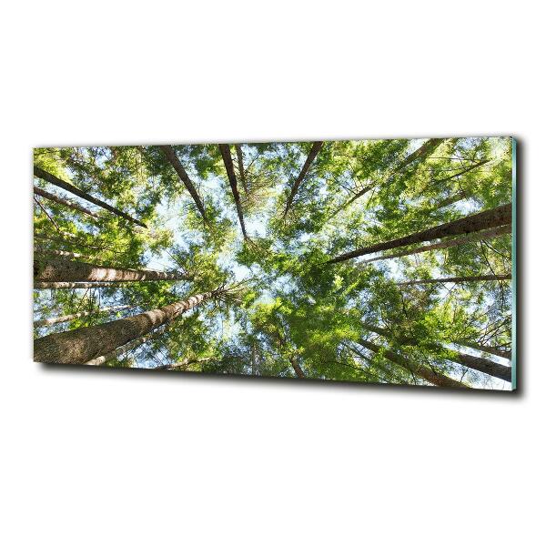 Bild auf glas Baumkrone