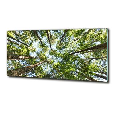 Bild auf glas Baumkrone