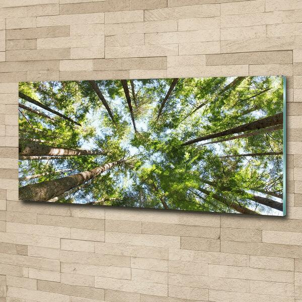 Bild auf glas Baumkrone