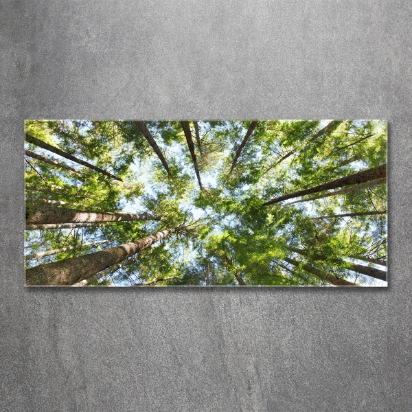 Bild auf glas Baumkrone