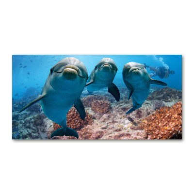Foto glasbild Delfine