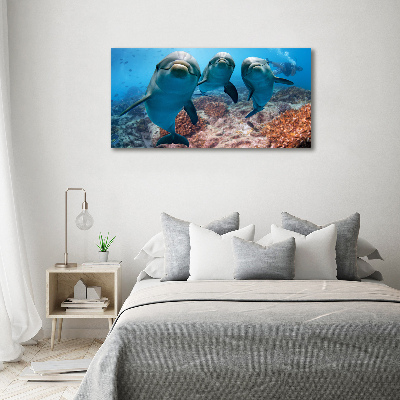 Foto glasbild Delfine