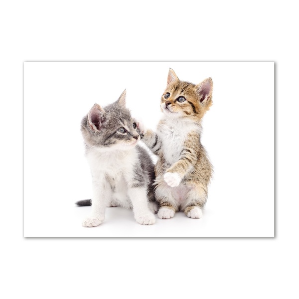 Glasbild Zwei kleine Katzen