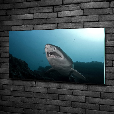 Foto glasbild Großer Hai