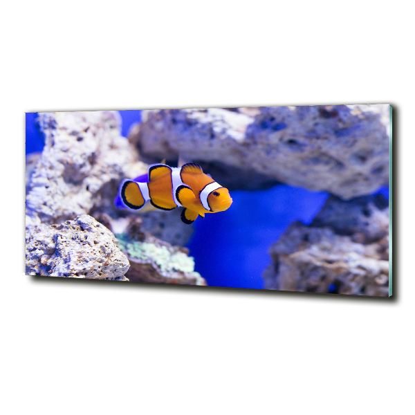 Bild auf glas Korallenriff-Clownfisch