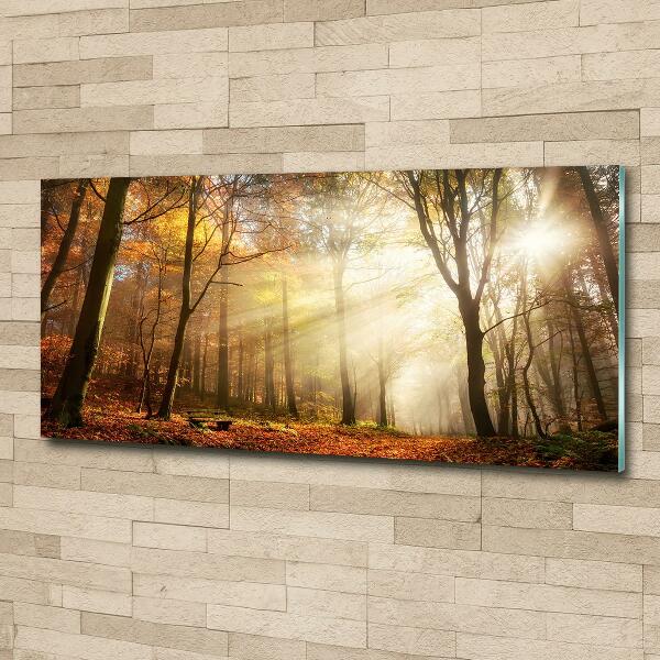 Glasbild Nebel im Wald