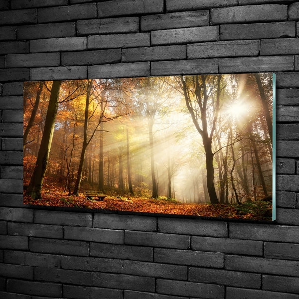 Glasbild Nebel im Wald