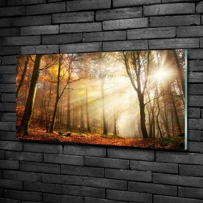 Glasbild Nebel im Wald