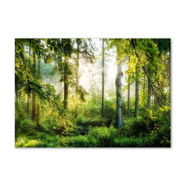 Bild auf glas Morgensonne Wald