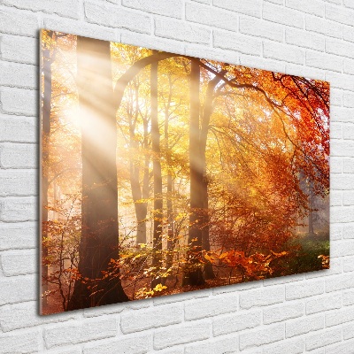 Bild auf glas Herbstwald