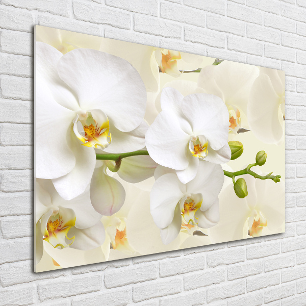 Foto glasbild Orchidee