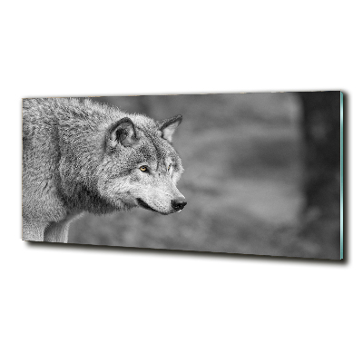 Foto glasbild Grauer Wolf