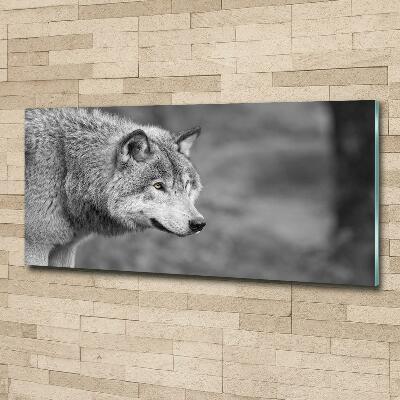 Foto glasbild Grauer Wolf
