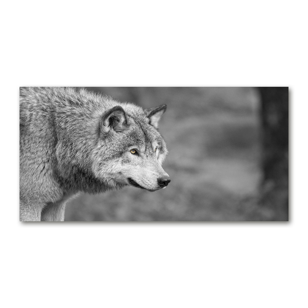 Foto glasbild Grauer Wolf