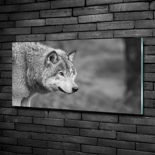 Foto glasbild Grauer Wolf