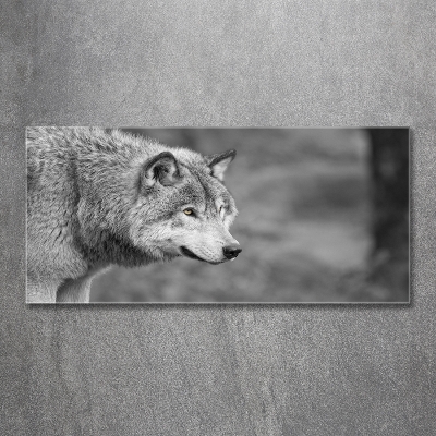 Foto glasbild Grauer Wolf