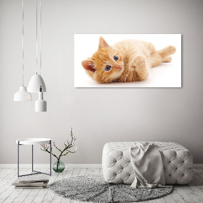 Bild auf glas Ingwerkatze