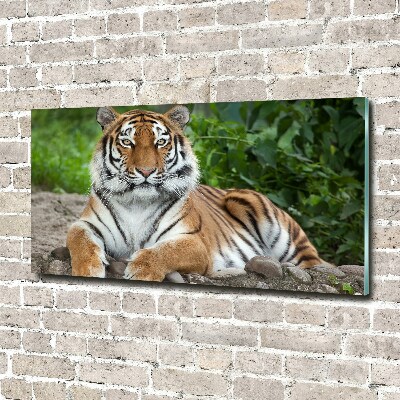 Foto glasbild Sibirischer Tiger