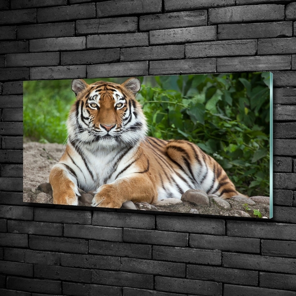 Foto glasbild Sibirischer Tiger